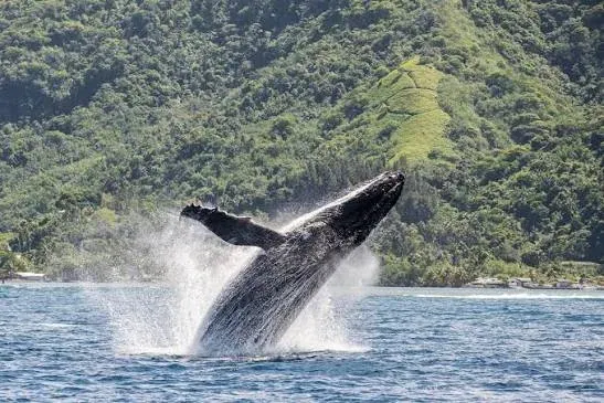 Baleine au large de la presqu'île